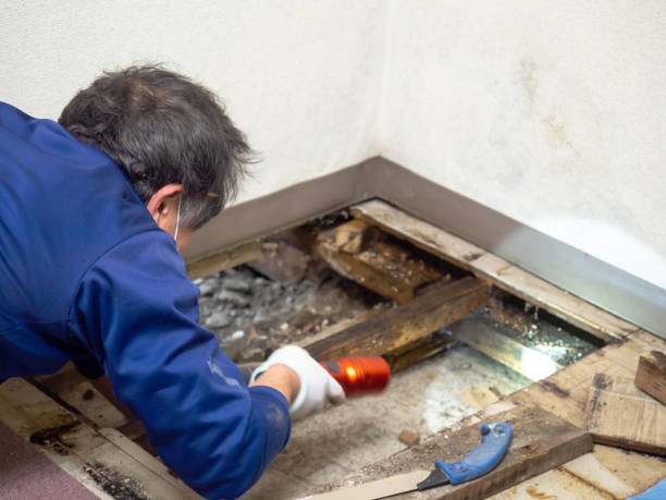 Best Residential Mold Removal  in Amberley, OH