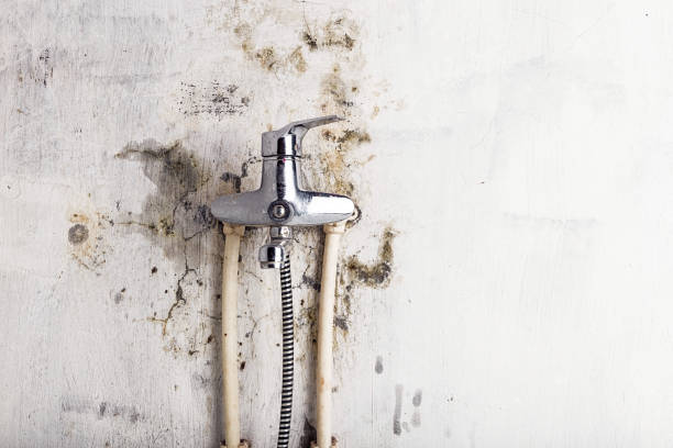 Best Affordable Mold Removal  in Amberley, OH