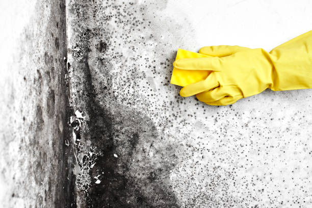 Best Mold Removal Specialists  in Amberley, OH