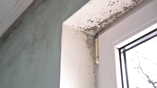 Office Mold Removal Services in Amberley, OH