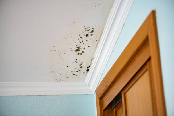 Best Commercial Mold Removal  in Amberley, OH