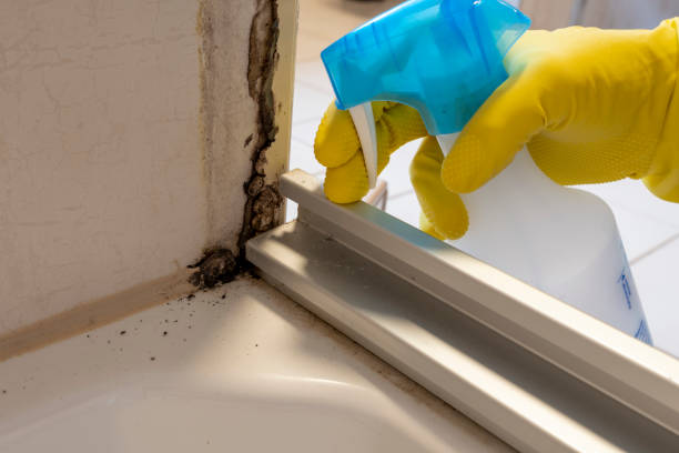 Best Mold Removal Near Me  in Amberley, OH