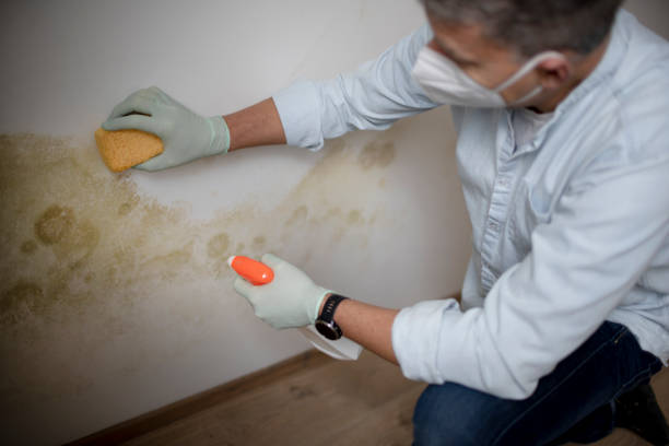 Best Mold Testing and Removal  in Amberley, OH