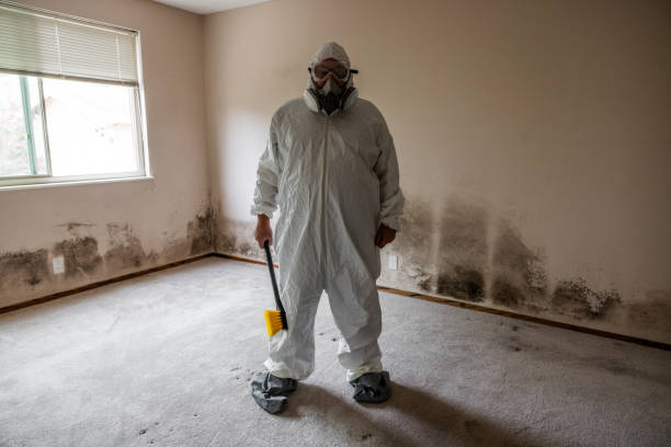 Best Affordable Mold Removal  in Amberley, OH