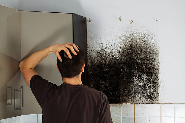 Trusted Amberley, OH Mold Removal Experts