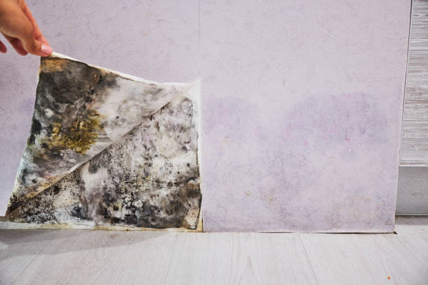 Best Local Mold Removal Service  in Amberley, OH